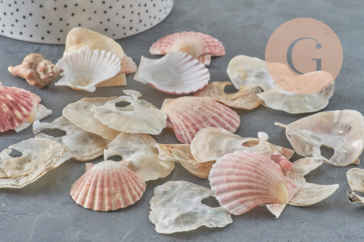 Coquillage Saint-Jacques naturelles rose blanc 30-50mm France, x2 (G11391) VALIDE-coquillage-Gingerlily Perles