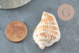 Coquillage naturel Conch percé 30-55mm, x5 (G0467)