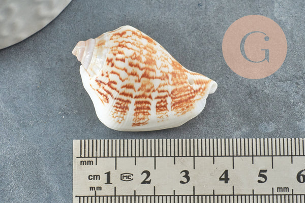 Coquillage naturel Conch percé 30-55mm, x5 (G0467)