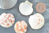 Coquillage naturel coque saint jacques, pendentif coquillage,coquillage bijou,coquillage naturel, x2 G1753