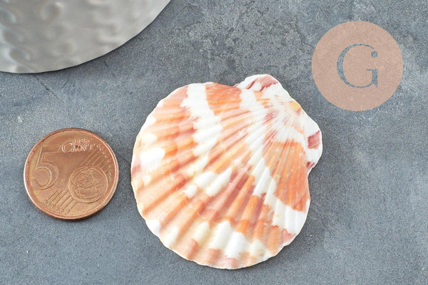 Coquillage naturel coque saint jacques, pendentif coquillage,coquillage bijou,coquillage naturel, x2 G1753