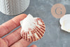 Coquillage naturel coque saint jacques, pendentif coquillage,coquillage bijou,coquillage naturel, x2 G1753