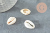Coquillages cauris ouverts 15mm, x10 ou x50 (G2033)
