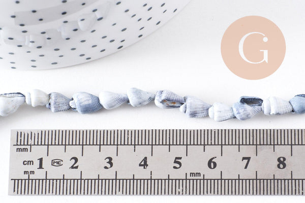 Coquillages percés gris, coquillages naturels,création bijoux, bijoux plage,vacances,bijou coquillage, x1 fil de 135 (G0801)