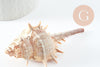 Pendentif Coquillage naturel spirale Conch 40mm x5 (G5139)