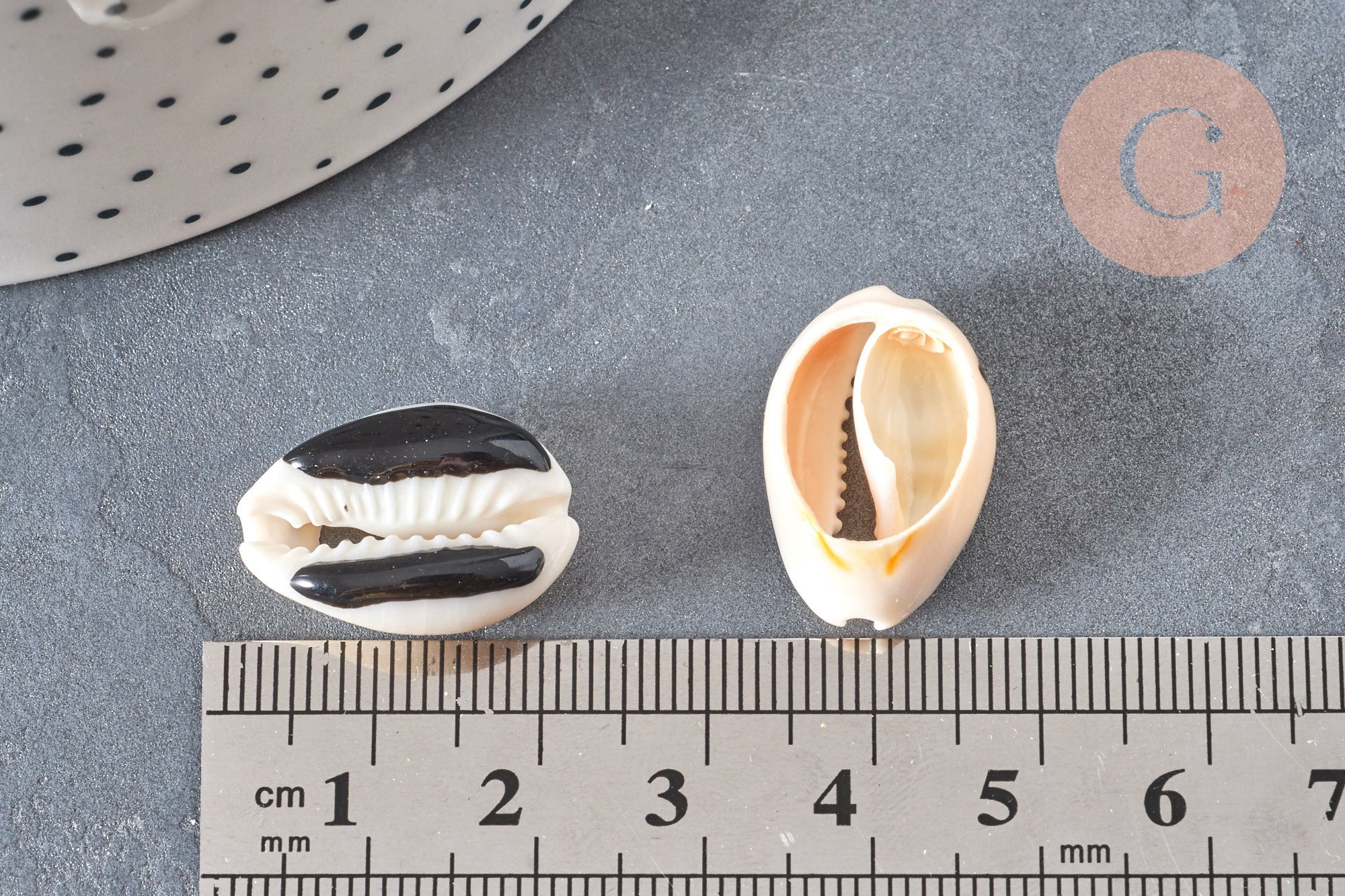 Pendentif coquillage cauri naturel resine noir 19mm, coquillage naturel pour création bijoux coquillage, x5 (G4407)