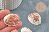Pendentif coquillage naturel 21-29mm percé pour création bijoux, x2 (G7312)