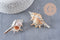Pendentif coquillage naturel argenté 30mm, x1 (G1259)