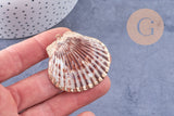Pendentif coquillage naturel coque doré 40-51mm, x1 (G7163)