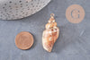 Pendentif coquillage naturel fer doré 26-52mm,x1 (G0133)