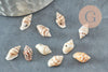 Pendentif coquillage naturel marron et blanc percé, x20 (G1981)
