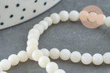 Perle ronde nacre coquillage blanc, le fil de 37cm, x1 (G5601)