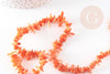 Perles en corail orange, corail naturel, perle coquillage orange, fil de 38cm, x1 (G6747)
