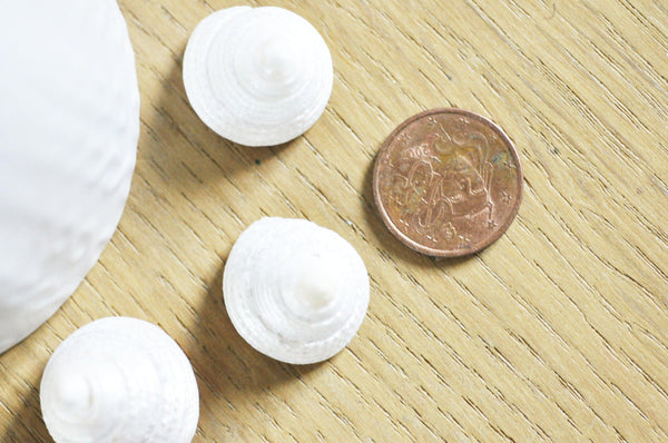 coquillage naturel blanc nacré escargot de mer Tectus Conus 4-5cm, x1 (G4164)