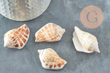 Coquillage naturel Conch percé 30-55mm, x5 (G0467)