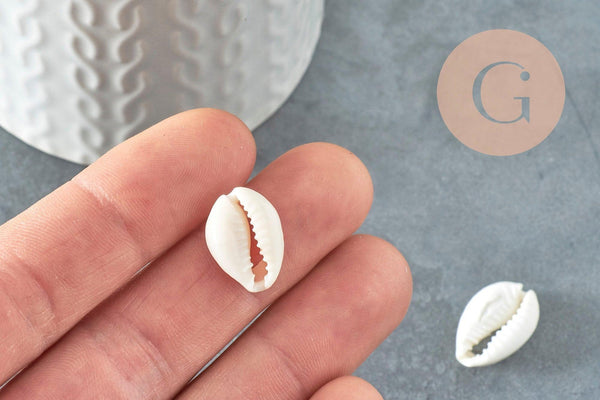Coquillages cauris ouverts 15mm, x10 ou x50 (G2033)