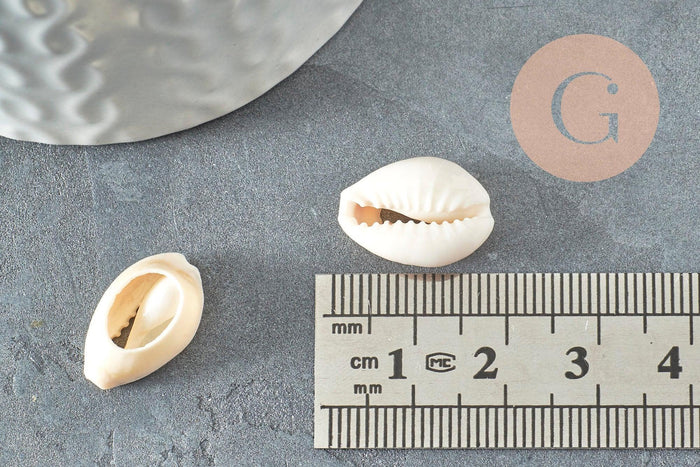Coquillages cauris ouverts 15mm, x10 ou x50 (G2033)