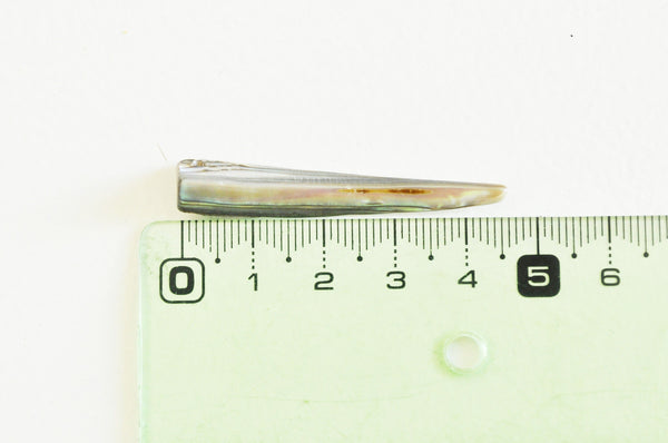 EP-perle coquillage naturel nacre dent abalone 40mm,le x 2 G5142