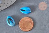 Pendentif coquillage cauri naturel bleu 15mm, x5 (G3123)