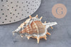 Pendentif coquillage naturel argenté 30mm, x1 (G1259)
