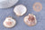 Pendentif coquillage naturel coque doré 40-51mm, x1 (G7163)