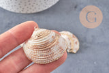Pendentif coquillage naturel coque doré,pendentif doré, création bijoux, coquillage bijou,coquillage or,29-41mm, x 2 G5143