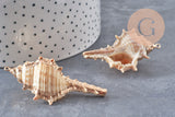 Pendentif coquillage naturel doré 50~64mm, x1 (G6465)