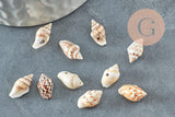 Pendentif coquillage naturel marron et blanc percé, x20 (G1981)