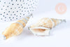 Pendentif grand coquillage naturel spirale beige argenté 58-66mm, pendentif création bijoux coquillage, x1 G7160