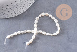 Perle eau douce naturelle keshi 2 faces polies 5-6mm, x1 fil de 18cm (G10540)