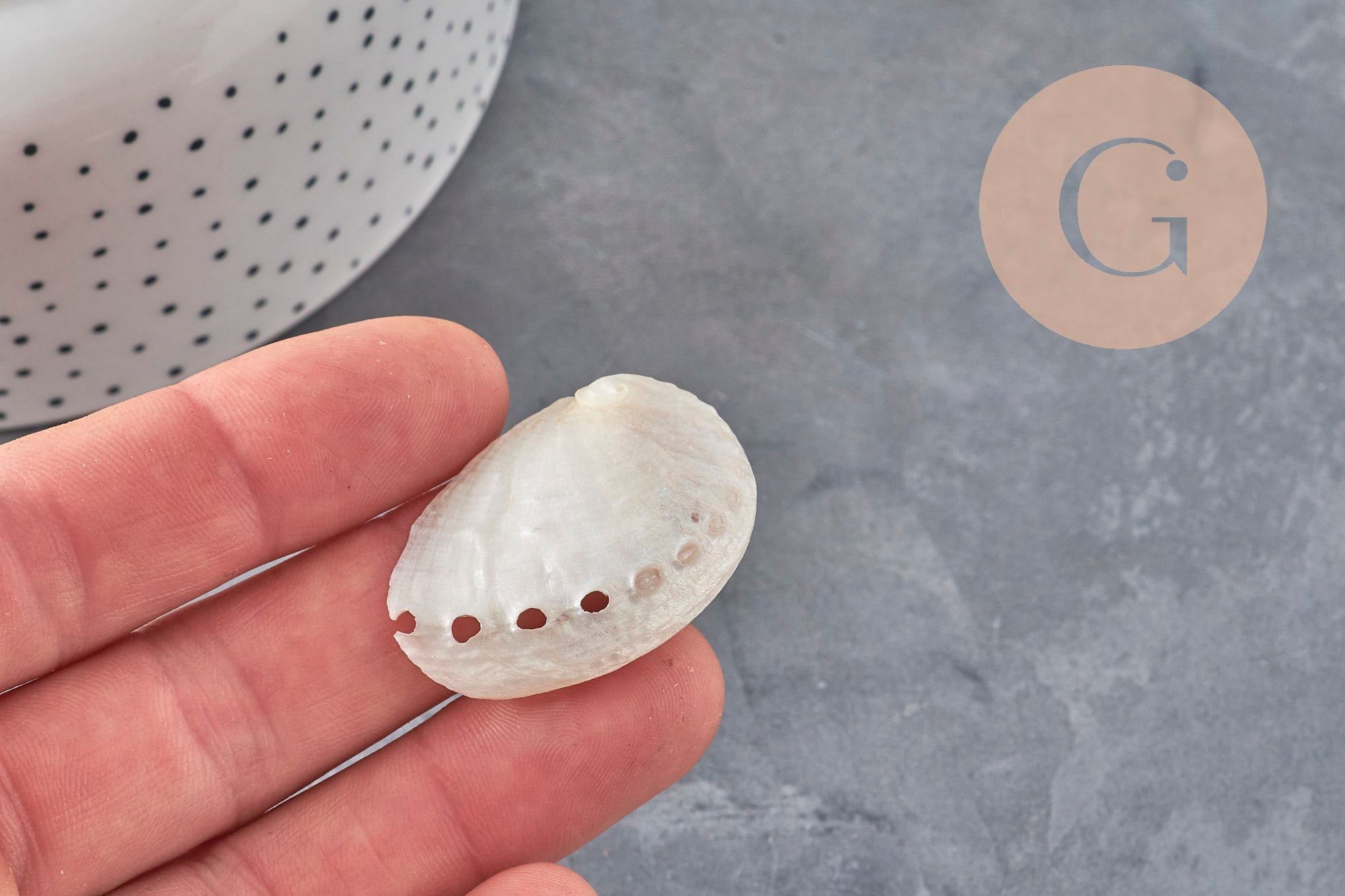 EP natural pearly white shell HALIOTIS ASININA 50-70mm, natural shell jewelry, x1 (G4163)