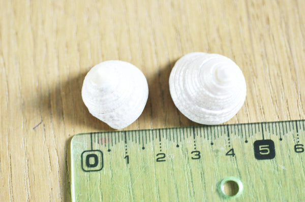 coquillage naturel blanc nacré escargot de mer Tectus Conus 4-5cm, x1 (G4164)